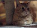 Котик Ирбис
