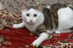 Очень нужен дом замечательному котику Малышу