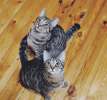 Котики неразлучники