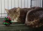 Котик Соломон