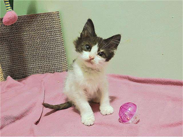 Котенок-карапузик в добрые руки, 1,5 мес