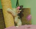 Котенок-карапузик в добрые руки, 1,5 мес