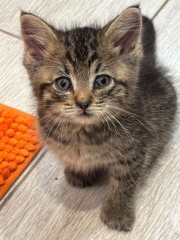 Маленький Тошка, котенок 1,5 мес. В добрые руки. Маленький Тошка, котенок 1,5 мес. В добрые руки.