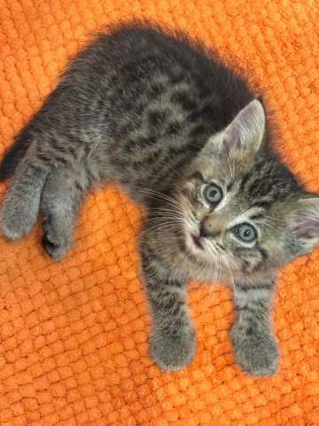 Маленький Тошка, котенок 1,5 мес. В добрые руки.