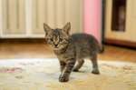 Котенок-мальчик крошка Спрайт в добрые руки