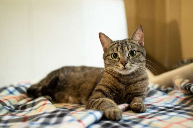 Трогательная кошка Миринда в добрые руки Трогательная кошка Миринда в добрые руки