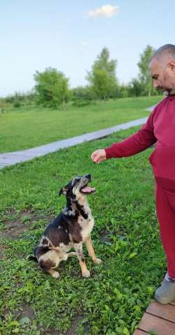Умнейший пёс окраса мерль Генри в добрые руки