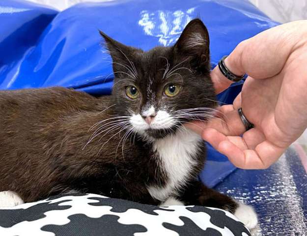 Ласковый котёнок Муся ищет дом Санкт-Петербург Ласковый котёнок Муся ищет дом Санкт-Петербург