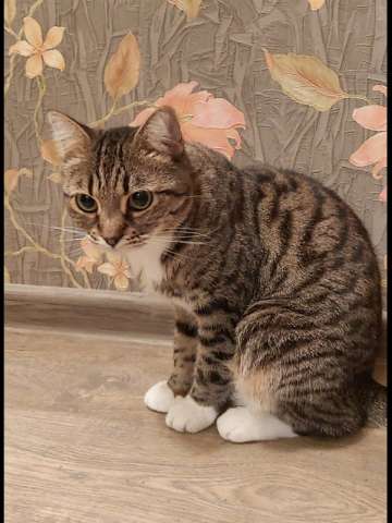 Кошка Сима с зелёными глазами в добрые руки. Кошка Сима с зелёными глазами в добрые руки.