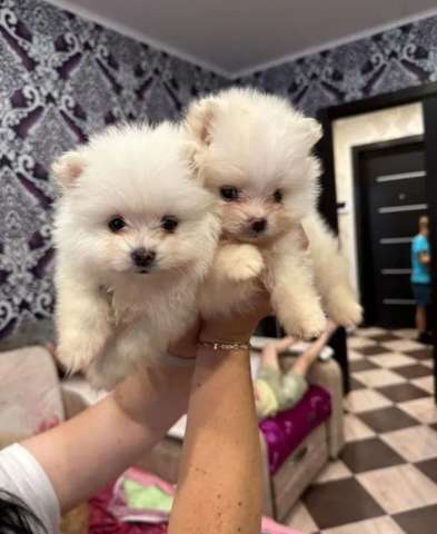 Шпиц миниWhatsApp +79862237916