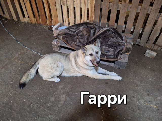 Ласковый и добрый пёс Гарри в приюте Ласковый и добрый пёс Гарри в приюте