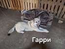 Ласковый и добрый пёс Гарри в приюте