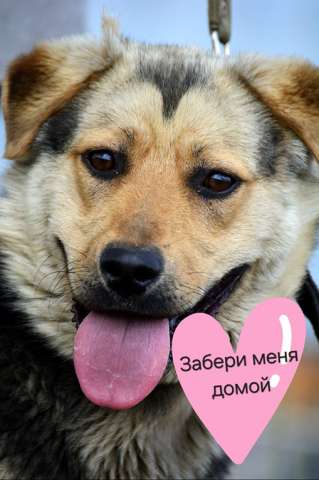 Молодой послушный пёс Гриша ищет дом Молодой послушный пёс Гриша ищет дом