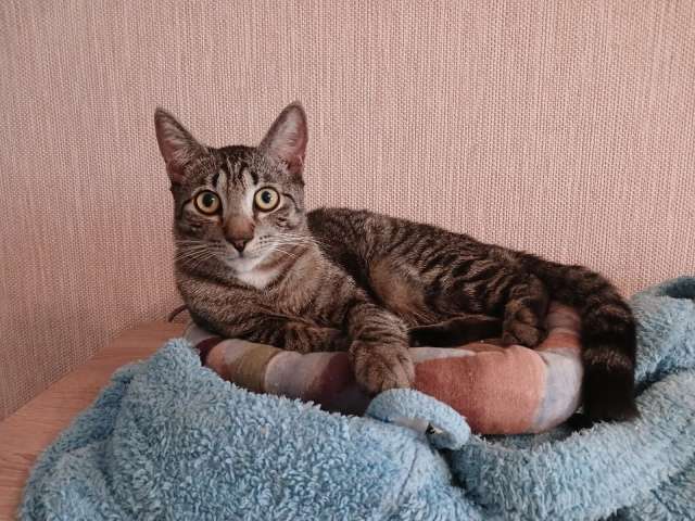 Ищет дом котик-философ Ищет дом котик-философ