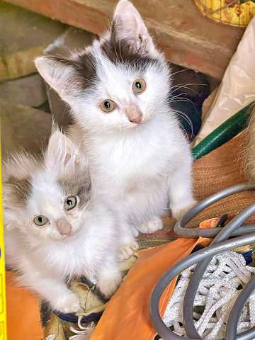 Три славных котенка, мальчик и девочки ищут дом