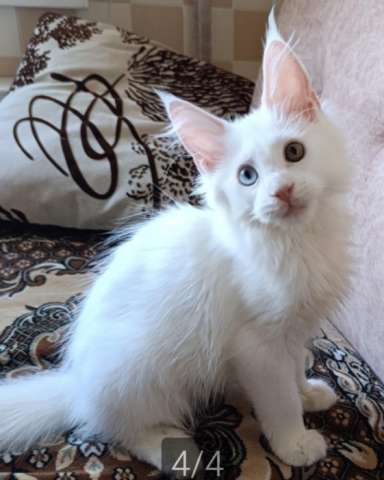 Котята Мейн-кун Котята Мейн-кун