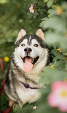 Канзи ищет дом. В добрые руки. Канзи ищет дом. В добрые руки.