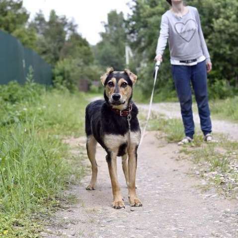 собака в хорошие руки