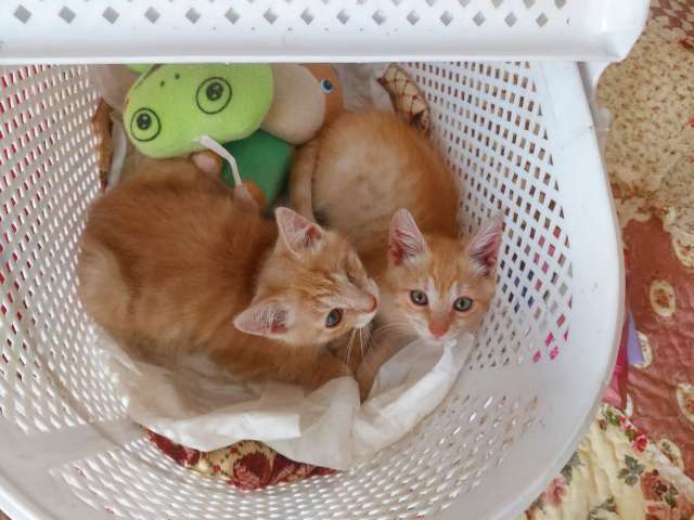 Рыжий котенок ,Лучик ищет дом! Рыжий котенок ,Лучик ищет дом!