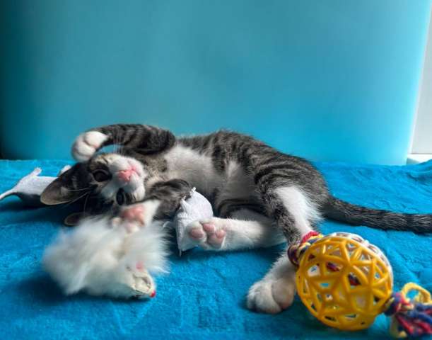 Очень эмоциональный котёнок Очень эмоциональный котёнок