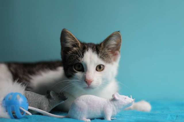 Маленький нежный котёнок Маленький нежный котёнок