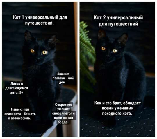 Активные бесстрашные черные котята-мальчики в добрые руки Активные бесстрашные черные котята-мальчики в добрые руки