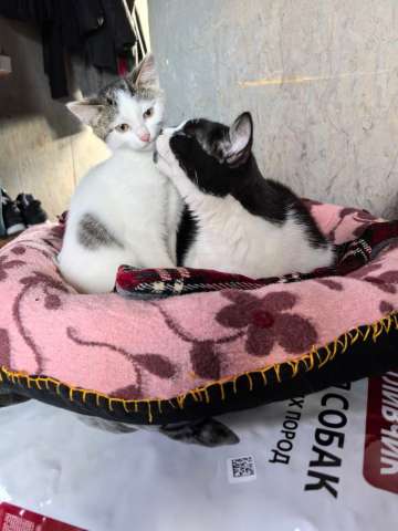 Мама-кошка с котенком-девочкой в добрые руки Мама-кошка с котенком-девочкой в добрые руки