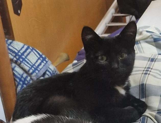 Котенок - в добрые руки Котенок - в добрые руки