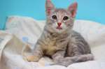 Прелестная малышка Славушка! Котенок в добрые руки