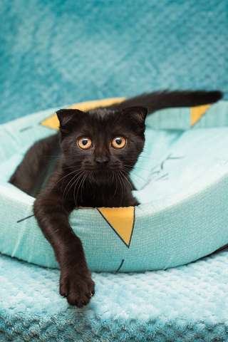 Чёрный котёнок Марио - метис вислоушки в дар Чёрный котёнок Марио - метис вислоушки в дар