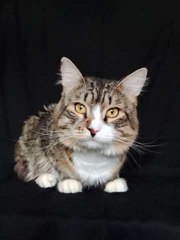 Котик Рафаэль ищет дом! Котик Рафаэль ищет дом!