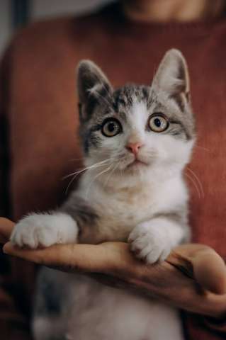 Котенок Степан ищет дом!