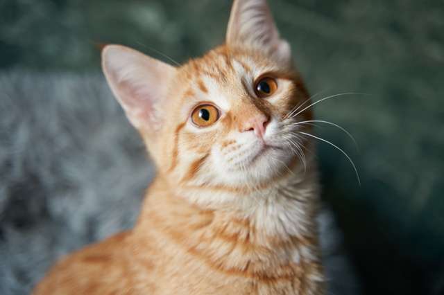 Котёнок Марчелло - рыжее солнышко в добрые руки Котёнок Марчелло - рыжее солнышко в добрые руки