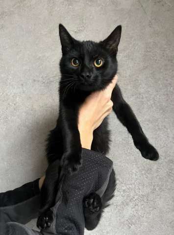 Черные котята в добрые руки Черные котята в добрые руки