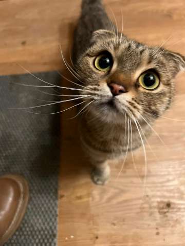 Шотландская вислоухая кошка в дар