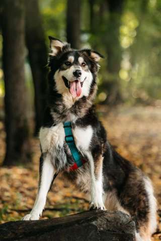 Метис маламута Берт в поисках лучшей семьи. Метис маламута Берт в поисках лучшей семьи.