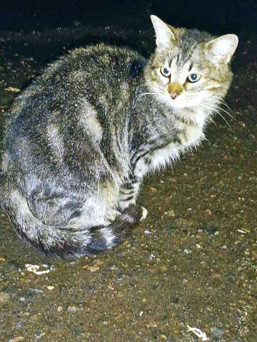 Маленькое сердце, брошенное на дачах, ищет дом Маленькое сердце, брошенное на дачах, ищет дом