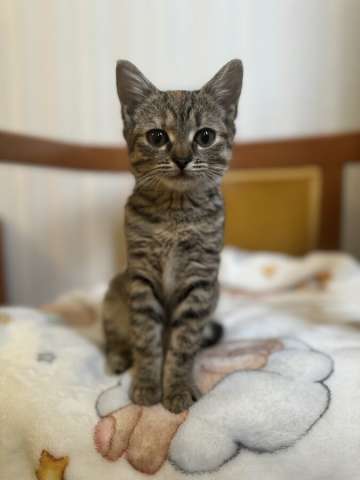 Любопытная и нежная Тоси ищет дом (2 мес)  Любопытная и нежная Тоси ищет дом (2 мес)