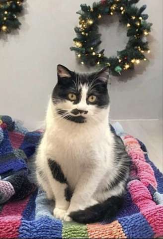 Кошечка Буся в ожидании добрых хозяев! Кошечка Буся в ожидании добрых хозяев!