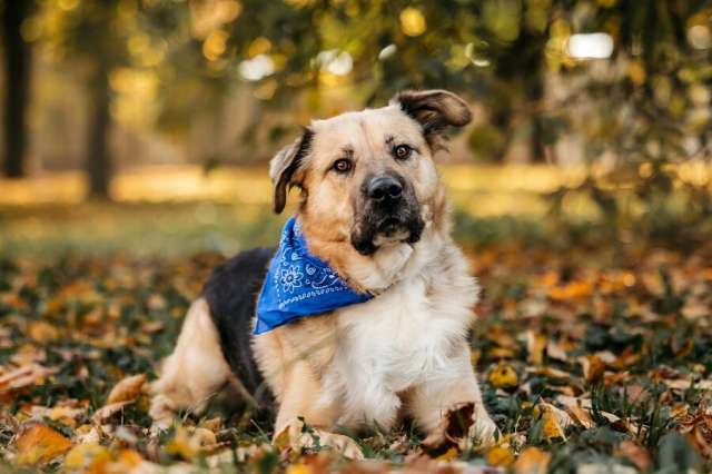 Познакомьтесь с Дынькой — мягким гигантом с сердцем, полным добра.