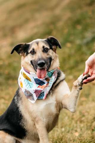 Дэнди ждёт своего человека. Москва, МО Дэнди ждёт своего человека. Москва, МО