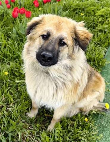 Пушистый пёс Джек ищет дом Пушистый пёс Джек ищет дом