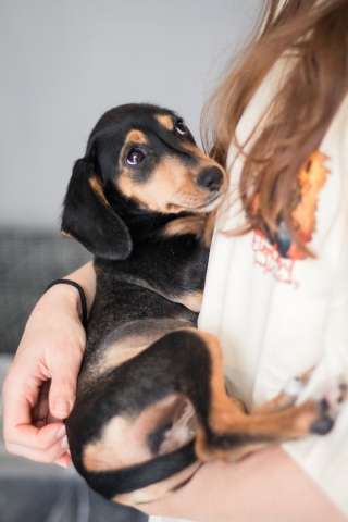 Зиппи ищет своего человека Зиппи ищет своего человека