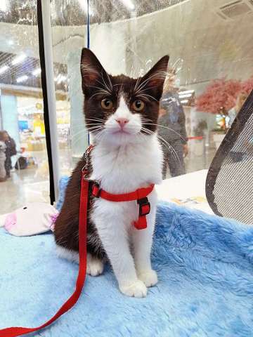 Котёнок девочка маркизного окраса по имени Носюша ищет дом Котёнок девочка маркизного окраса по имени Носюша ищет дом