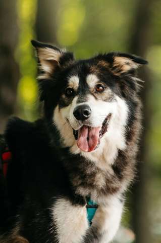 Чудесная собака в поисках семьи! Чудесная собака в поисках семьи!