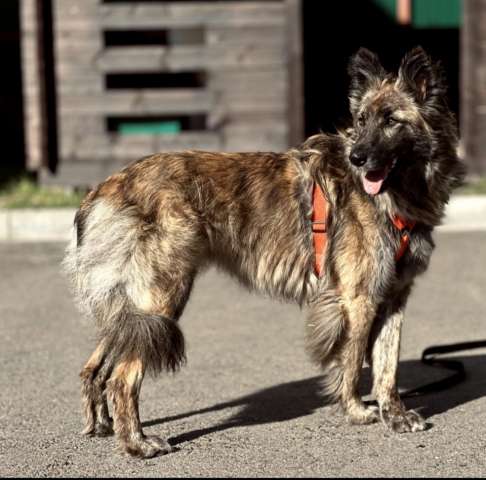 Пушистая красавица собака Дюша в добрые руки Пушистая красавица собака Дюша в добрые руки