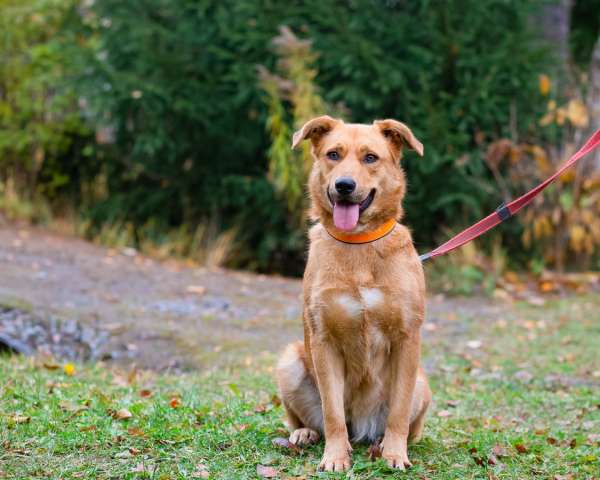 Мягкая и послушная молодая собака ищет дом Мягкая и послушная молодая собака ищет дом