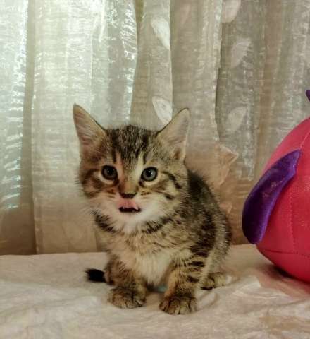 Полосатые гномики ищут родной дом Полосатые гномики ищут родной дом