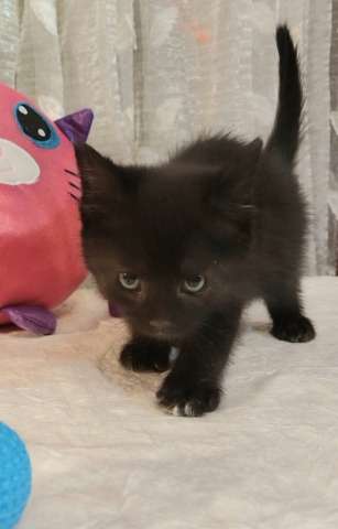 Отдам котят-красотулек в добрые руки Отдам котят-красотулек в добрые руки