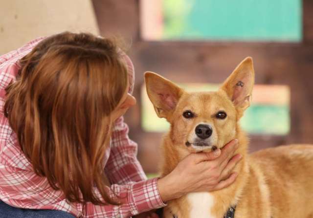 Рыжая маленькая лисичка Фокси в добрые руки Рыжая маленькая лисичка Фокси в добрые руки